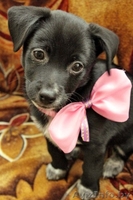  Очаровательный щеночек в дар! - Изображение #2, Объявление #651630