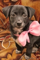  Очаровательный щеночек в дар! - Изображение #3, Объявление #651630