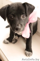  Очаровательный щеночек в дар! - Изображение #5, Объявление #651630