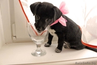  Очаровательный щеночек в дар! - Изображение #6, Объявление #651630