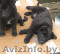 в дар щенка-охранника - Изображение #2, Объявление #645951