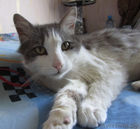 Геркулес – молодой кот с шикарными глазами в дар - Изображение #2, Объявление #665004