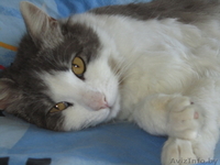 Геркулес – молодой кот с шикарными глазами в дар - Изображение #1, Объявление #665004