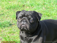 Мопс для вязки. - Изображение #1, Объявление #672636