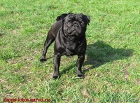 Мопс для вязки. - Изображение #2, Объявление #672636