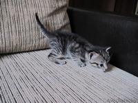 Котята, приносящие удачу в дом - Изображение #1, Объявление #659457