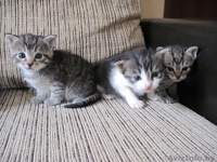 Котята, приносящие удачу в дом - Изображение #5, Объявление #659457
