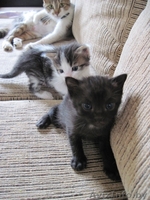 Котята, приносящие удачу в дом - Изображение #4, Объявление #659457