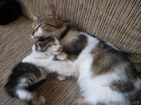 Котята, приносящие удачу в дом - Изображение #3, Объявление #659457