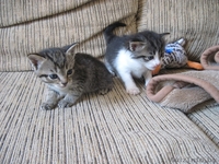 Котята, приносящие удачу в дом - Изображение #2, Объявление #659457