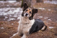 Милая собака ЛАСКУША ищет дом - Изображение #4, Объявление #649753