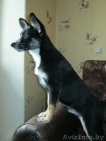 Очаровательная девочка в дар - Изображение #1, Объявление #650977