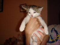 Очаровательные котята-малыши в дар! - Изображение #2, Объявление #653158