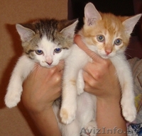Очаровательные котята-малыши в дар! - Изображение #1, Объявление #653158