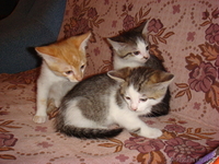 Очаровательные котята-малыши в дар! - Изображение #5, Объявление #653158