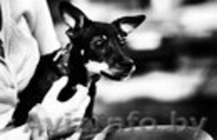 Подросток Макс ищет свою семью! - Изображение #3, Объявление #669893