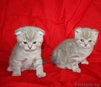 Шотландские вислоухие котята (скоттиш фолд и скоттиш страйт) - Изображение #2, Объявление #659728