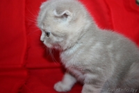 Шотландские вислоухие котята (скоттиш фолд и скоттиш страйт) - Изображение #3, Объявление #659728