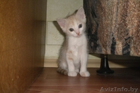 Милый котенок в дар - Изображение #1, Объявление #673681