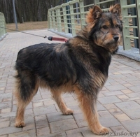 Очаровательная Мона ищет дом! - Изображение #1, Объявление #661524