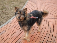 Очаровательная Мона ищет хозяина!  - Изображение #4, Объявление #655650