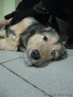 Очаровательная собачка в дар! - Изображение #2, Объявление #648654