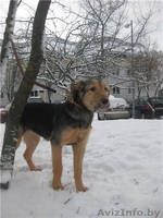 Очаровательная собачка в дар! - Изображение #5, Объявление #648654