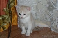 Милый котенок в дар - Изображение #3, Объявление #673681
