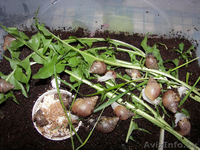 Улитка Ахатина hamilei f. rodatz albino body (Gold Snail) - Изображение #2, Объявление #661674