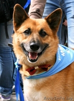 Очаровательный пёс Кунак срочно ищет дом! - Изображение #1, Объявление #686206