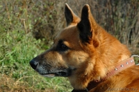 Очаровательный пёс Кунак срочно ищет дом! - Изображение #4, Объявление #686206