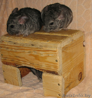 Продаются шиншилята-стандартики - Изображение #1, Объявление #688525