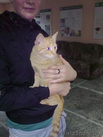 Молодой рыжий кот ищет дом! - Изображение #1, Объявление #696180