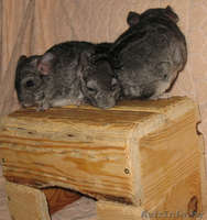 Продаются шиншилята-стандартики - Изображение #3, Объявление #688525