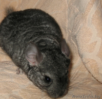 Продаются шиншилята-стандартики - Изображение #4, Объявление #688525