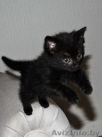 Милые кошечки-крошечки в добрые ручки - Изображение #2, Объявление #701331