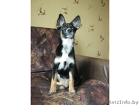 Замечательная девочка в добрые руки - Изображение #2, Объявление #635356