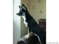 Замечательная девочка в добрые руки - Изображение #1, Объявление #635356