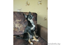 Замечательная девочка в добрые руки - Изображение #3, Объявление #635356