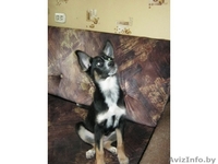 Замечательная девочка в добрые руки - Изображение #5, Объявление #635356