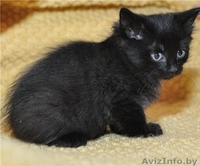 Милые кошечки-крошечки в добрые ручки - Изображение #1, Объявление #701331