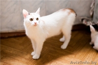 милашка Стелла в дар - Изображение #3, Объявление #688141