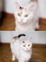 милашка Стелла в дар - Изображение #1, Объявление #688141