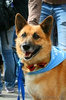 Очаровательный пёс Кунак срочно ищет дом! - Изображение #5, Объявление #686206