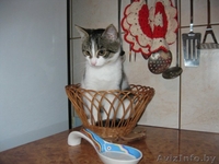 Супер кошечка МАЙЯ - Изображение #1, Объявление #699703