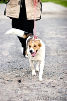 Эталон любви и преданности - собака Ядя! В дар, в добрые руки! - Изображение #3, Объявление #683247