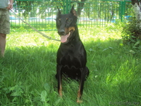 Доберман черна подпалая девочка в дар - Изображение #2, Объявление #698040