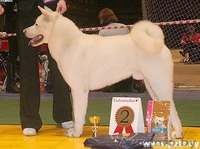    Дрессировка и хендлинг собак - Изображение #1, Объявление #688211