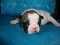 Щенки французского бульдога из питомника - Изображение #2, Объявление #675585