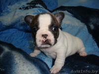 Элитные щенки французского бульдога - Изображение #1, Объявление #687499